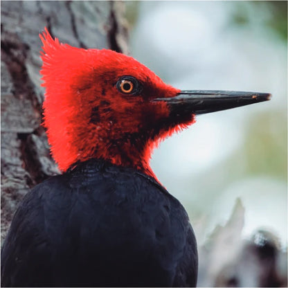 Pack Relicaria Aves Chilenas