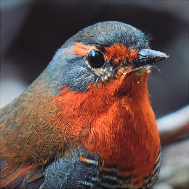 Pack Relicaria Aves Chilenas