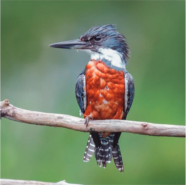 Pack Relicaria Aves Chilenas