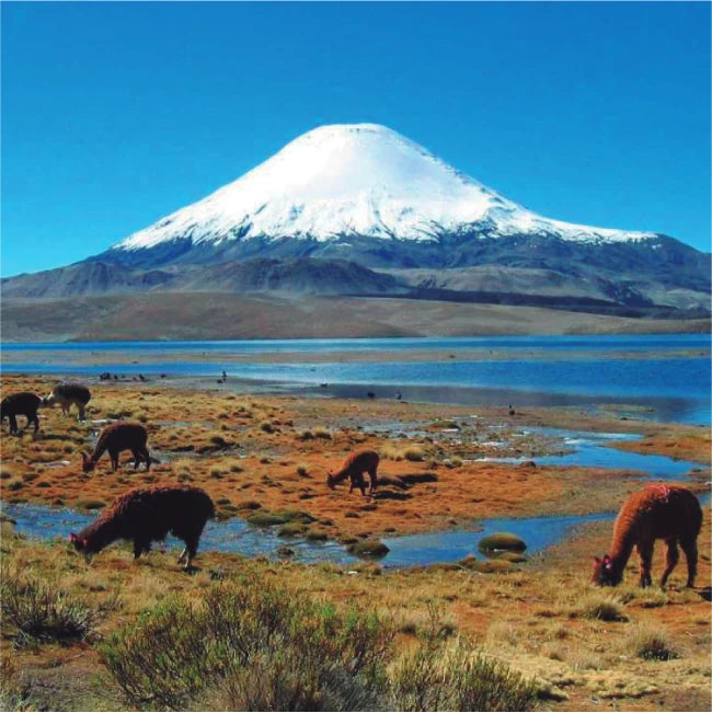 Pack Relicaria Chile