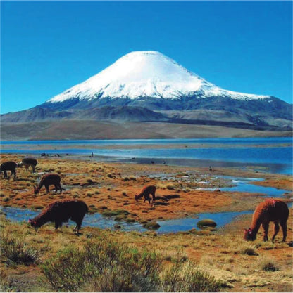 Pack Relicaria Chile