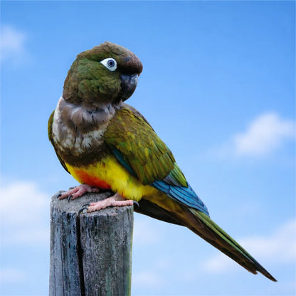 Pack Relicaria Aves Chilenas