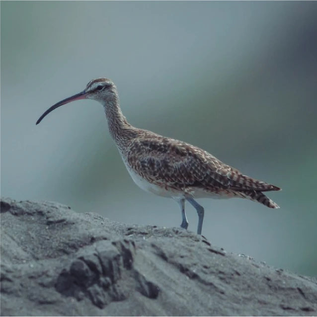 Pack Relicaria Aves Chilenas