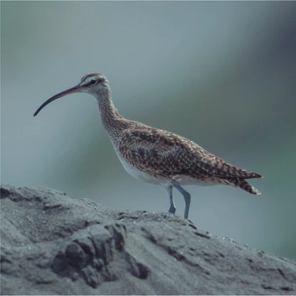 Pack Relicaria Aves Chilenas